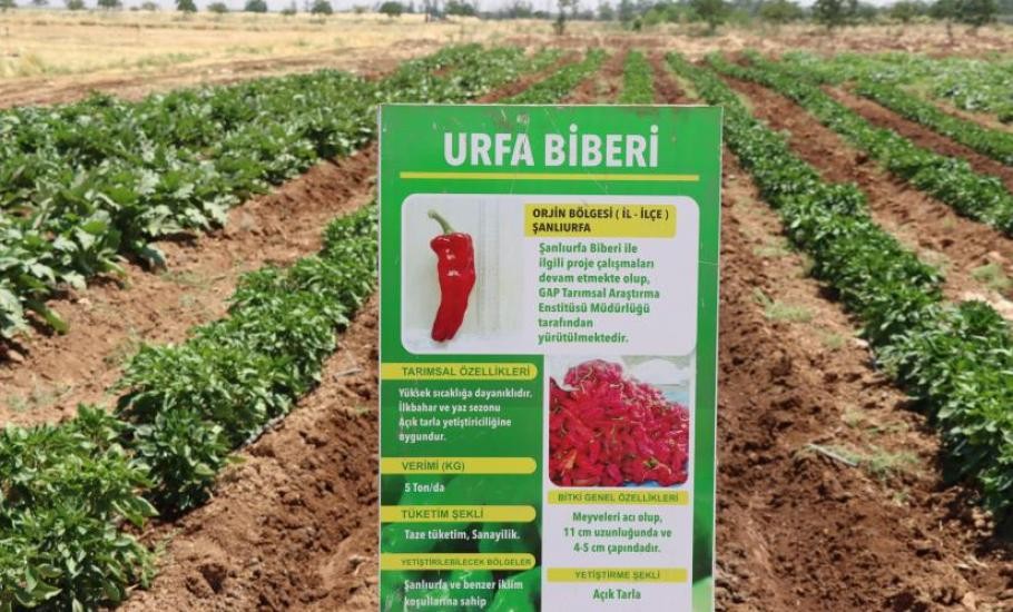 ŞANLIURFA BÜYÜKŞEHİR BELEDİYESİ ATA TOHUMLARINI GELECEĞE TAŞIYOR- Şanlıurfa Büyükşehir Belediyesi